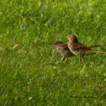 Brown Thrasher (immature and adult) Tanglewood Park, Clemmons, NC