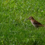 Brown Thrasher Tanglewood Park, Clemmons, NC