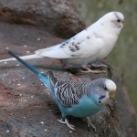 Budgerigar (Parakeet) Atlanta Zoo - 2012