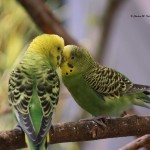Budgerigar (Parakeet) Atlanta Zoo - 2012
