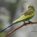 Budgerigar (Parakeet) Atlanta Zoo - 2012