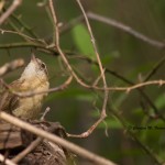 Carolina Wren Mocksville, NC