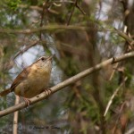 Carolina Wren Mocksville, NC