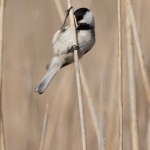 Chickadee, sp. Gordon's Pond Cape Henlopen State Park, DE