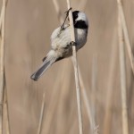 Chickadee, sp. Gordon's Pond Cape Henlopen State Park, DE