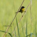 Common Yellowthroat Pee Dee NWR - June 2014