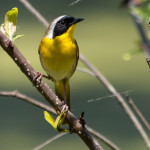 Common Yellowthroat Pee Dee NWR May 2016