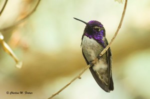 Costa's Hummingbird (captive) NC Zoo - July 2014