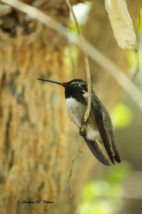 Costa's Hummingbird (captive) NC Zoo - July 2014 This is the same bird as the above photo. Iridescence is a fascinating thing.