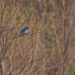 Eastern Bluebird Bombay Hook NWR