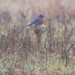 Eastern Bluebird Blackwater NWR Dec. 2014 Altered to compensate for heavy fog.