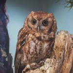 Eastern Screech Owl (captive) Greensboro Science Center - 2014