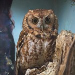 Eastern Screech Owl (captive) Greensboro Science Center - 2014