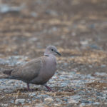 Eurasian Collared-Dove Arco, Idaho June 2015