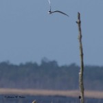 Forster's Tern Blackwater NWR - Apr. 2014