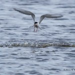 Tern sp. Prime Hook NWR - Apr. 2014