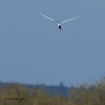 Forster's Tern Blackwater NWR - Apr. 2014a