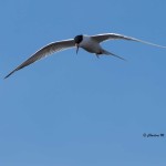 Forster's Tern Blackwater NWR - Apr. 2014