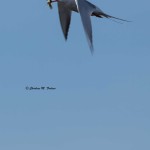 Forster's Tern Blackwater NWR - Apr. 2014