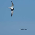 Forster's Tern Chincoteague NWR - Apr. 2014