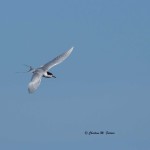 Forster's Tern Chincoteague NWR - Apr. 2014