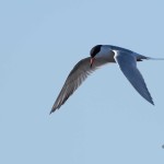 Forster's Tern Chincoteague NWR - Apr. 2014