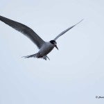 Tern sp. Prime Hook NWR - Apr. 2014 Prime Hook Rd.