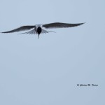 Tern sp. Prime Hook NWR - Apr. 2014