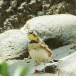 Horned Lark (captive) NC Zoo - July 2014