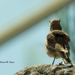 Horned Lark (captive) North Carolina Zoological Park - Apr. 2014