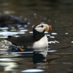 Horned Puffin SeaLife Center, Seward, AK - 2008