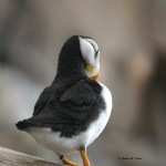 Horned Puffin SeaLife Center, Seward, AK - 2008