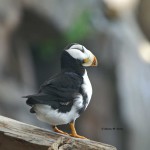 Horned Puffin SeaLife Center, Seward, AK - 2008