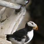 Horned Puffin SeaLife Center, Seward, AK - 2008