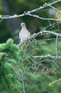 Mourning Dove Whidbey Island State Park, WA