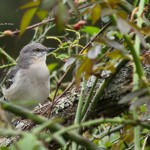 Northern Mockingbird Mocksville, NC July 2014