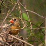 Northern Cardinal, female Mocksville, NC