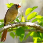 Northern Cardinal, female Mocksville, NC