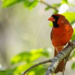 Northern Cardinal Mocksville, NC