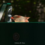 Northern Cardinal North Carolina Zoological Park This cardinal swooped into the water fountain after it was used. I waited to see after it was used again whether the cardinal returned thinking that it might have learned there would be left-over water after its use. The bird did not return to the fountain.