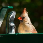 Northern Cardinal, Female North Carolina Zoological Park