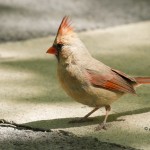 Northern Cardinal, female North Carolina Zoological Park