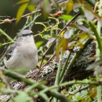 Northern Mockingbird Mocksville, NC - Jul. 2014