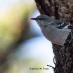 Northern Mockingbird Burton's Island, DE Dec. 2014