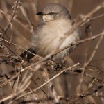 Northern Mockingbird Prime Hook NWR Dec. 2014