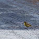 Palm Warbler Gordon's Pond, Cape Henlopen State Park