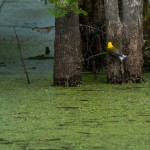 Prothonotary Warbler Pee Dee NWR - June 2014