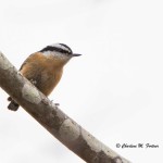 Red-breasted Nuthatch Cape Henlopen SP Dec. 2014