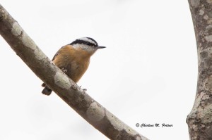 Red-breasted Nuthatch Cape Henlopen SP Dec. 2014