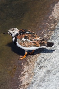 Ruddy Turnstone Visitor Center at the Chesapeake Bay Tunnel Bridge - Apr. 2014